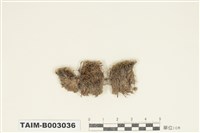 藏品(曲尾苔科)的圖片